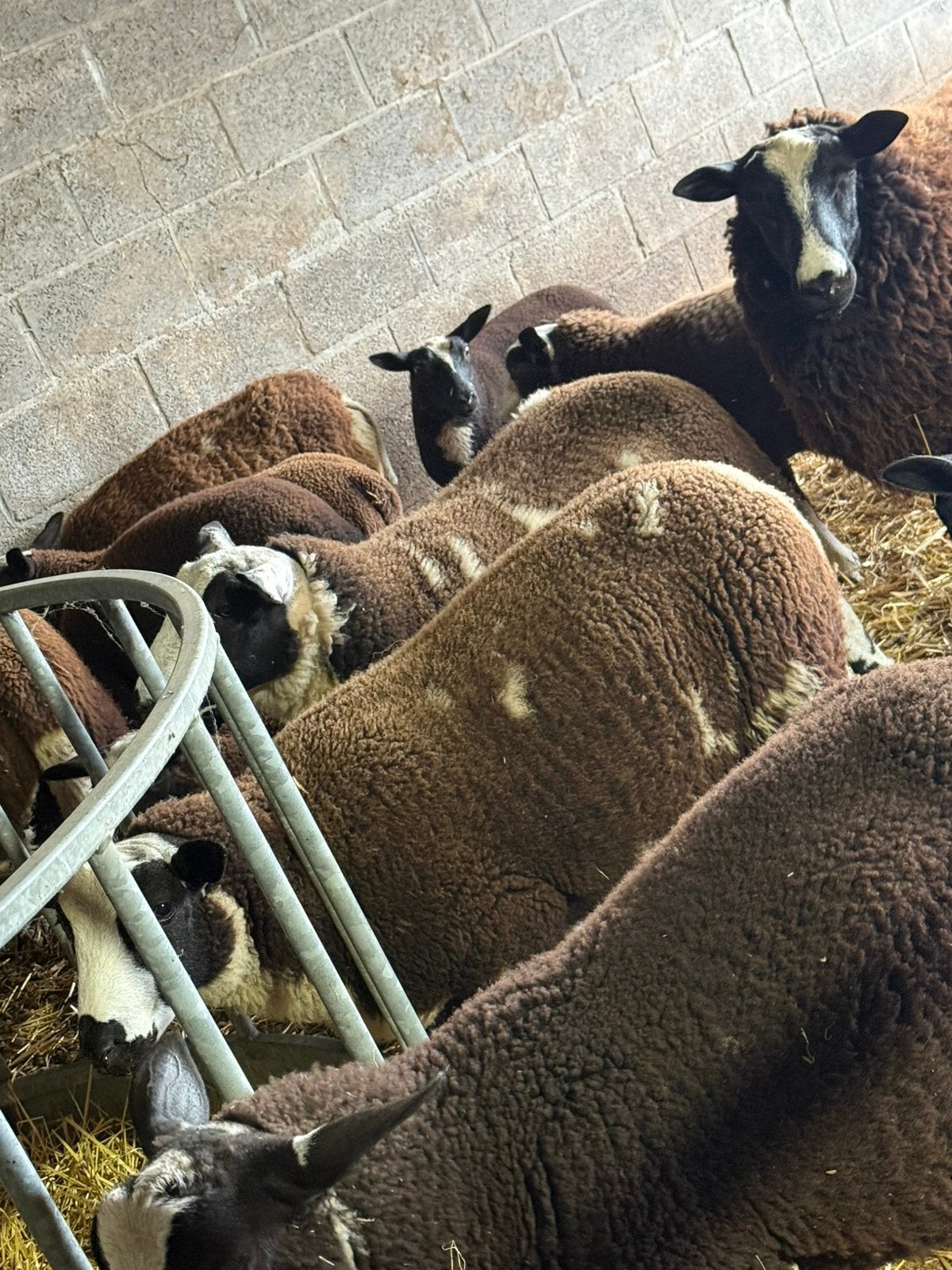 dekrammen te koop, Dieren en Toebehoren, Schapen, Geiten en Varkens, Mannelijk, Schaap, 0 tot 2 jaar