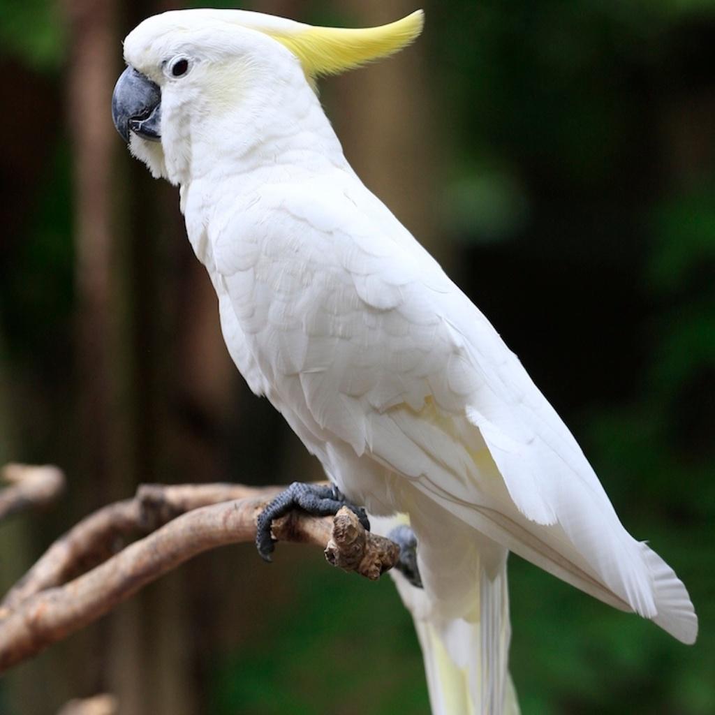 Op zoek naar vrouwelijke kaketoes met gele kuif!!, Dieren en Toebehoren, Vrouwelijk, Papegaai, Geringd
