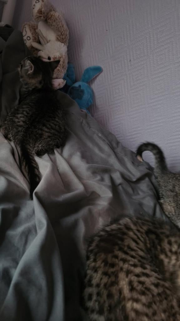 Dieren opvang, Boeken, Dieren en Huisdieren, Honden, Ophalen