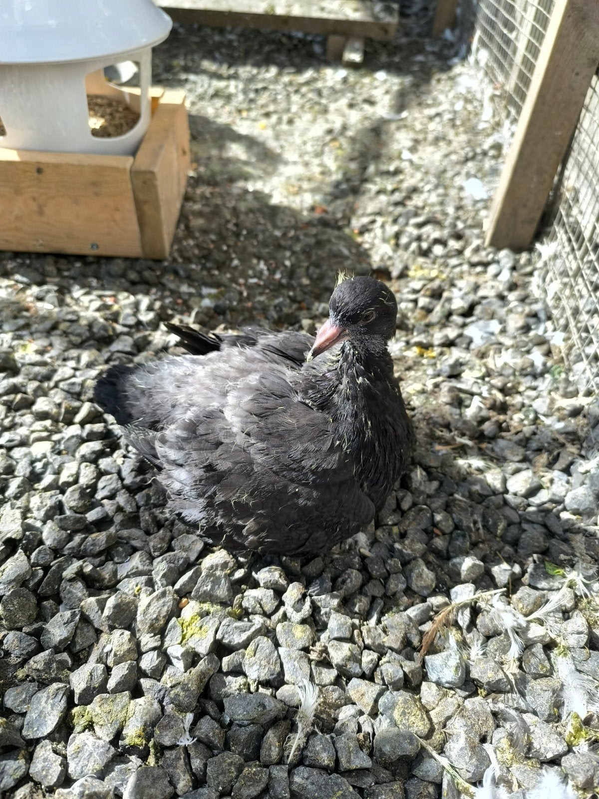 Jeunes mondains, Dieren en Toebehoren