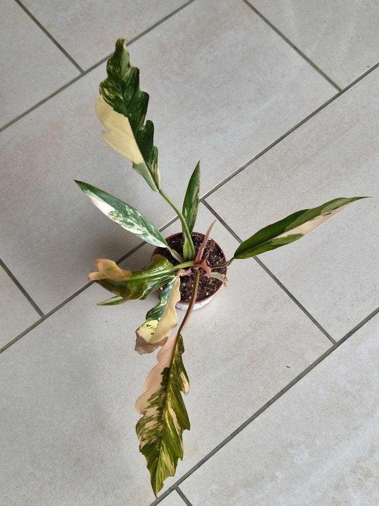 Marbre Philodendron Caramel, Enlèvement ou Envoi