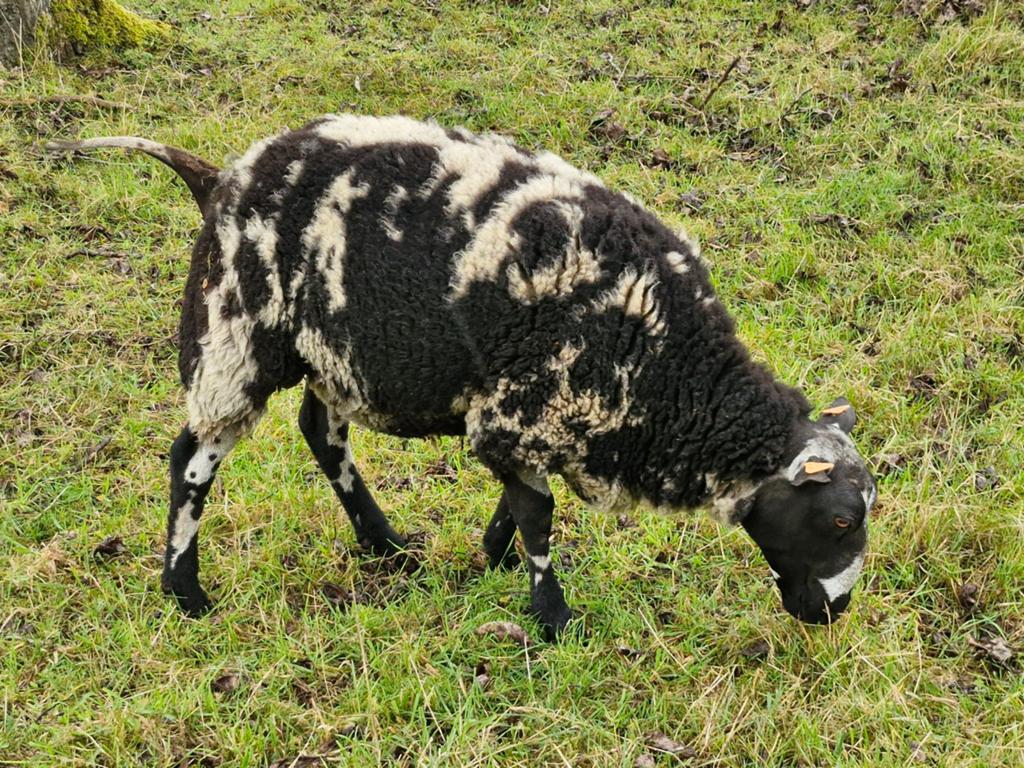 Baggerbonte bokken, Dieren en Toebehoren, Schapen, Geiten en Varkens, Mannelijk, Schaap, 0 tot 2 jaar