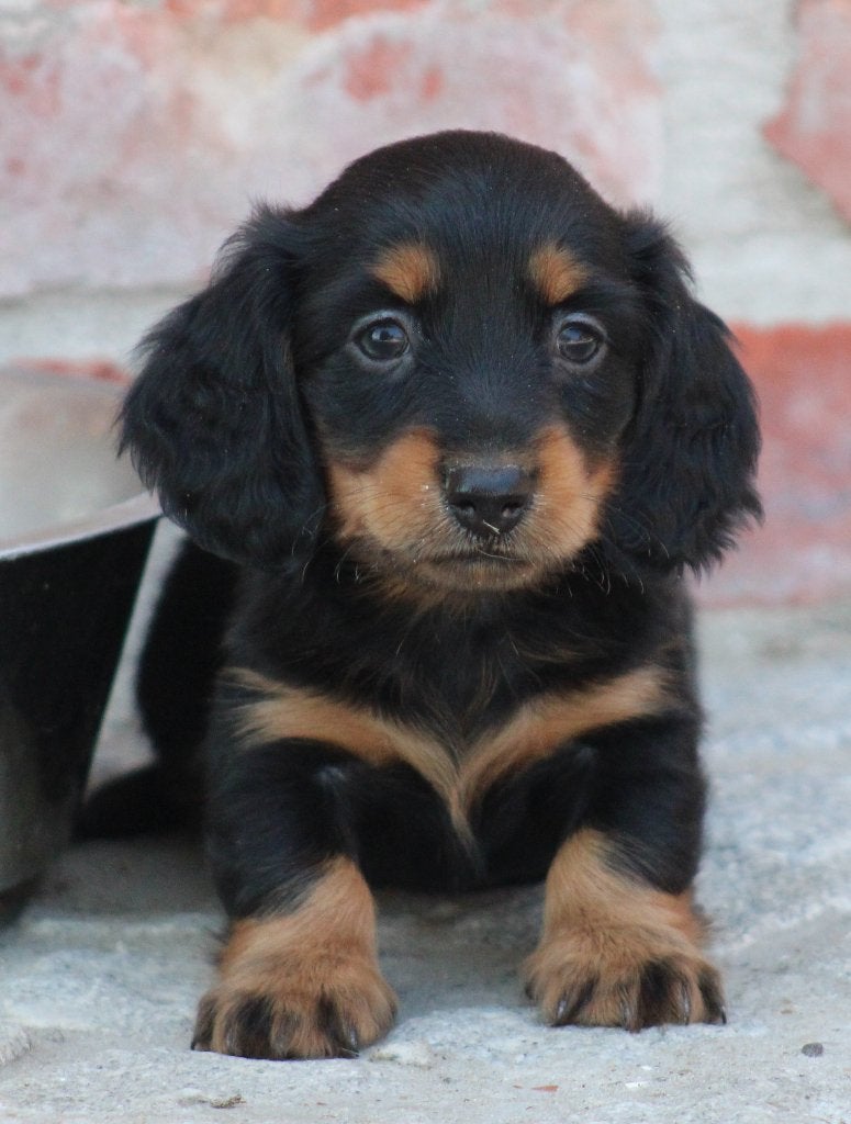 Teckel pup Black & tan langhaar , Kaninchen ouders, Kaninchen, Parvo, België, 8 tot 15 weken