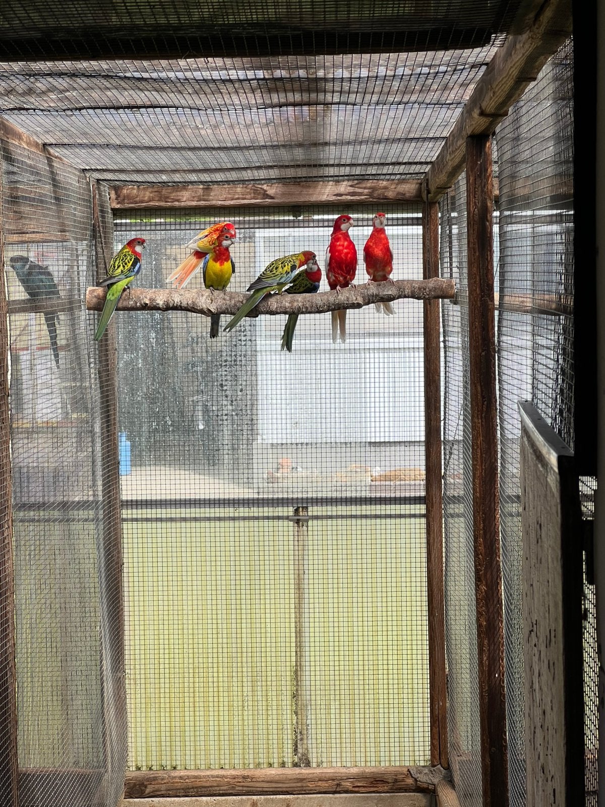 Kweekkoppels Rosella Parkieten + jongen, Meerdere dieren, Parkiet, Geringd