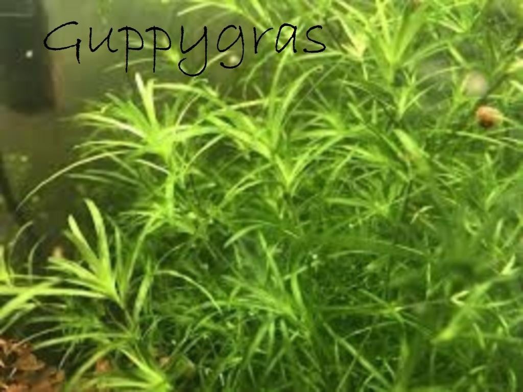 Guppygras: de emmertjes zijn er weer !, Autres types, Poisson d'eau douce