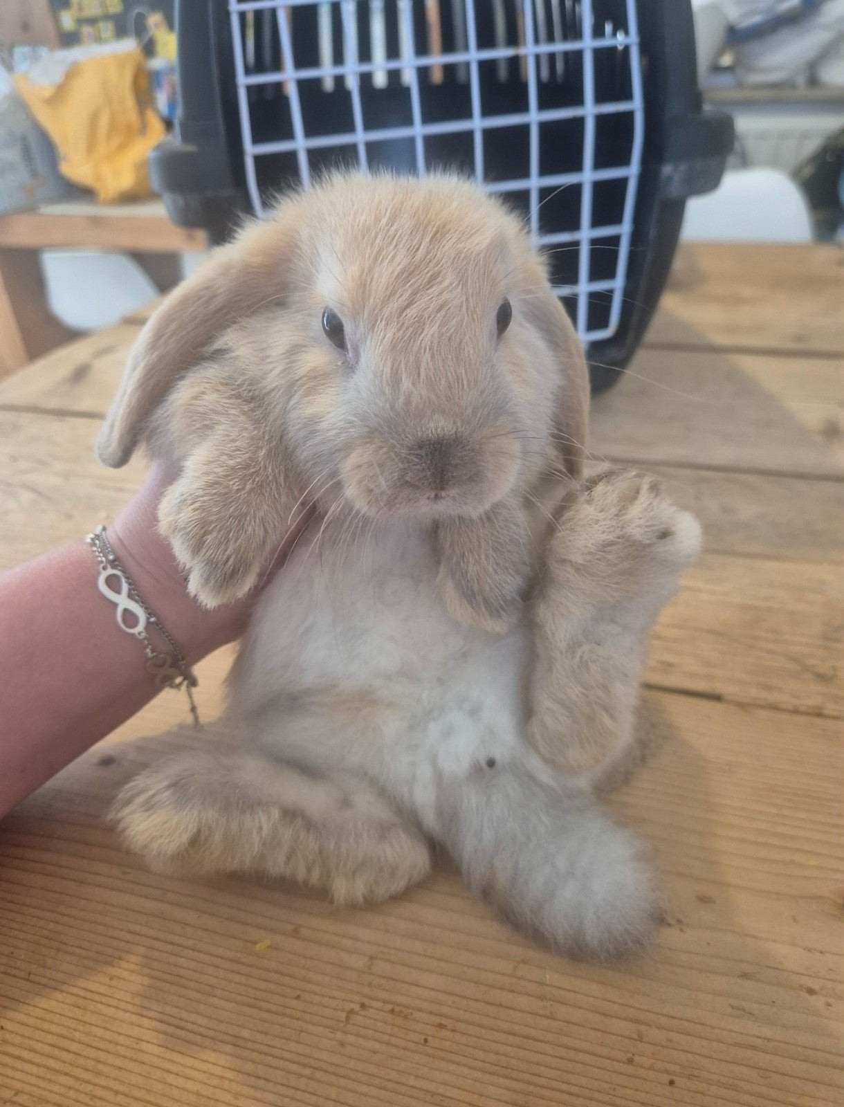 Lieve jonge Nederlanse dwerg hangoortjes., Dieren en Toebehoren, Konijnen, Meerdere dieren, Klein, Hangoor, 0 tot 2 jaar