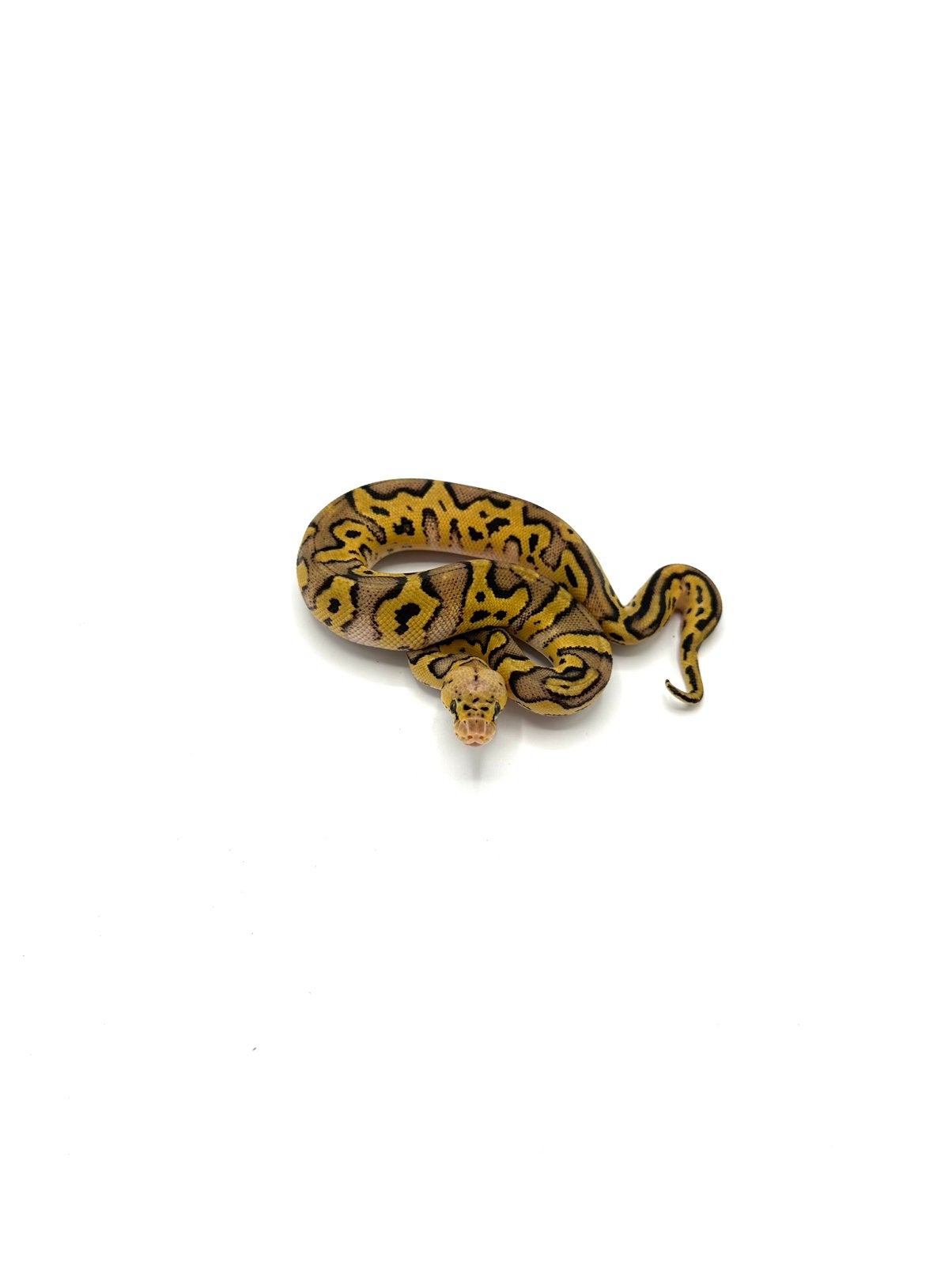 Diverse Python regius - koningspythons Ball Python photo 5