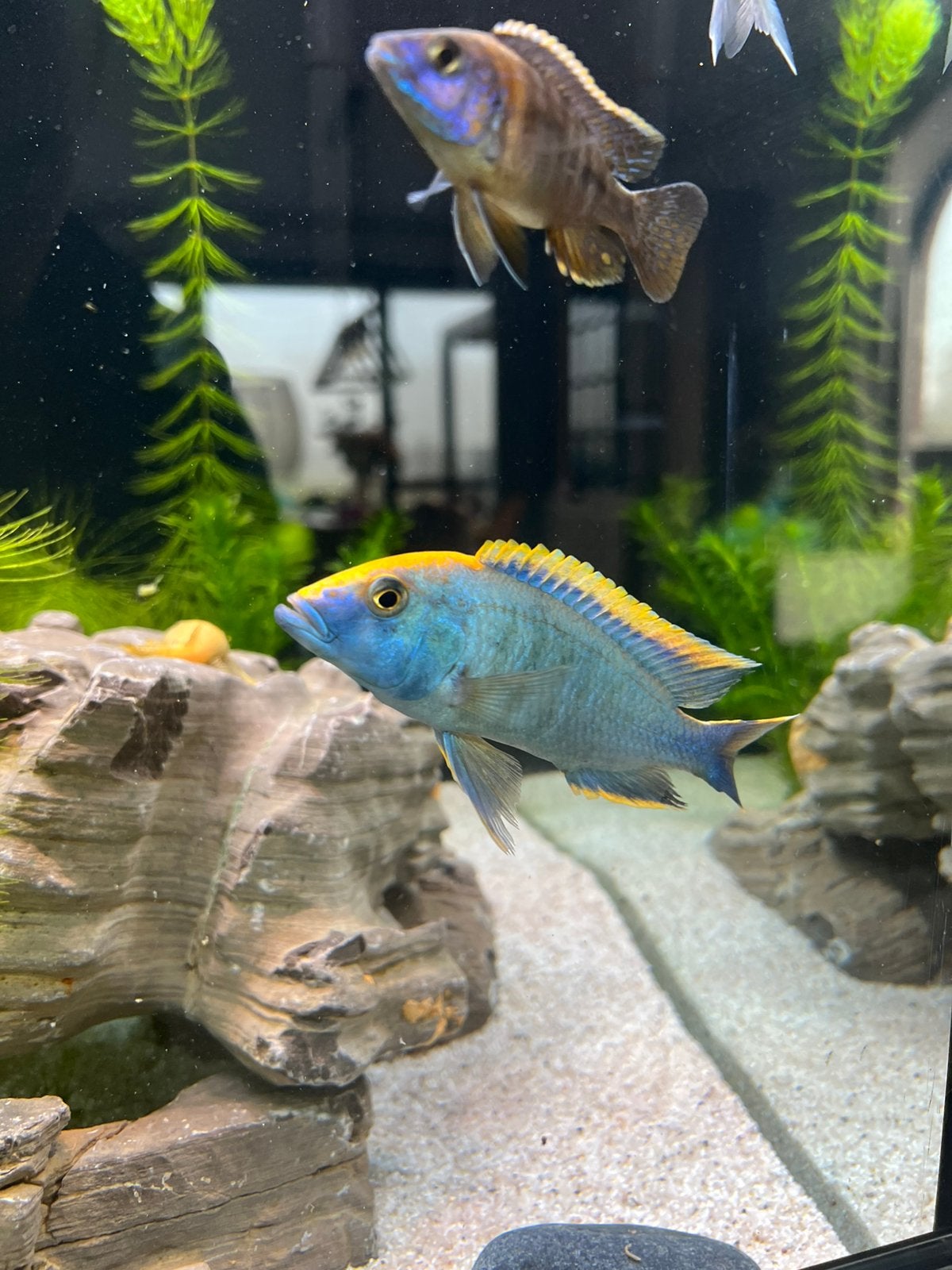 Labidochromis Helia – Thomas Seifert – Eigen nakweek