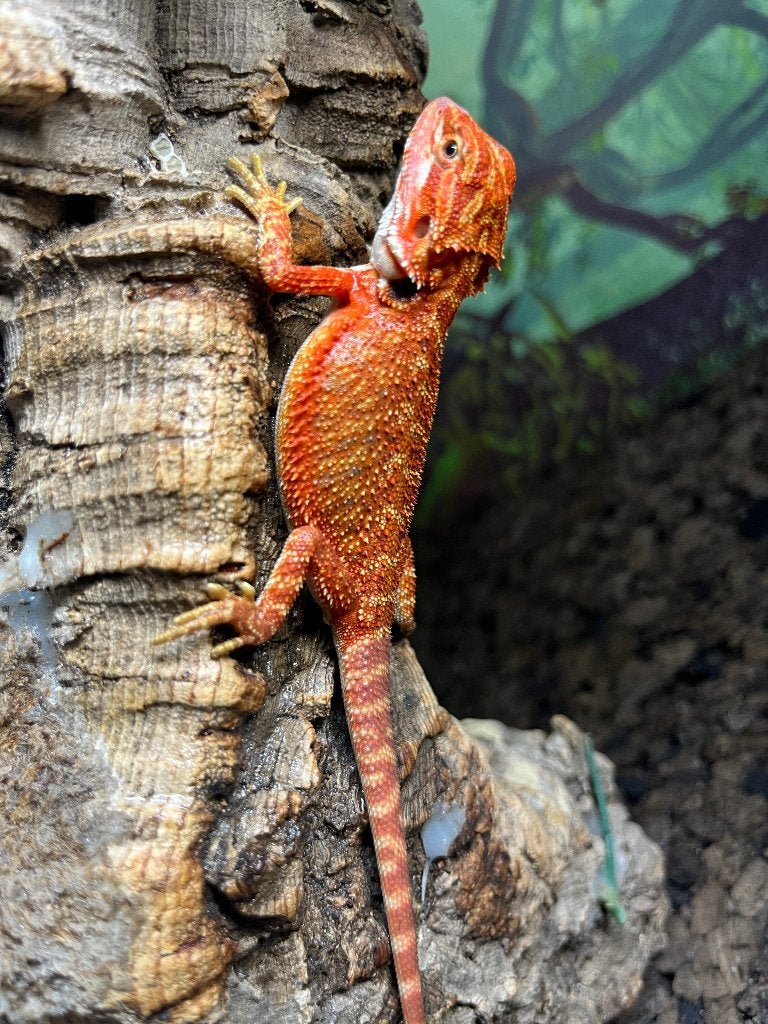 Pogona vitticeps red monster dark red hypo het trans, Animaux & Accessoires, Lézard, Domestique, 0 à 2 ans