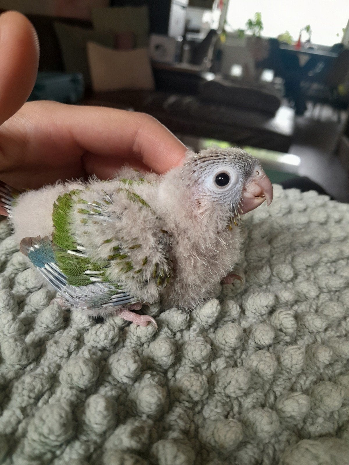 Schattige handtamme baby pyrrhura, Dieren en Toebehoren, Vogels | Parkieten en Papegaaien, Parkiet, Geslacht onbekend, Tam, Geringd