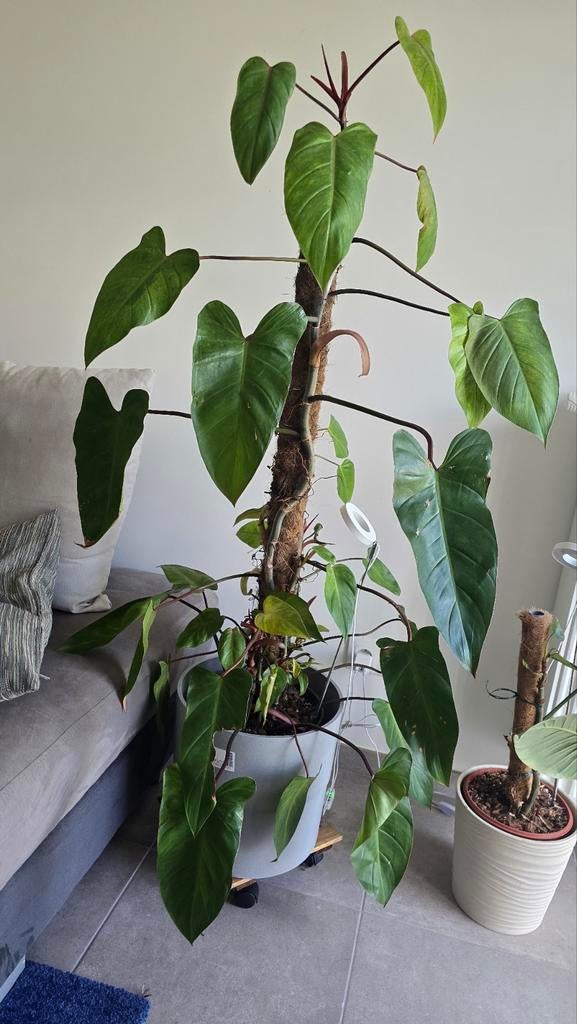 Philodendron erubescens 'Painted Lady' te koop, Ophalen, 100 tot 150 cm, Overige soorten, Halfschaduw