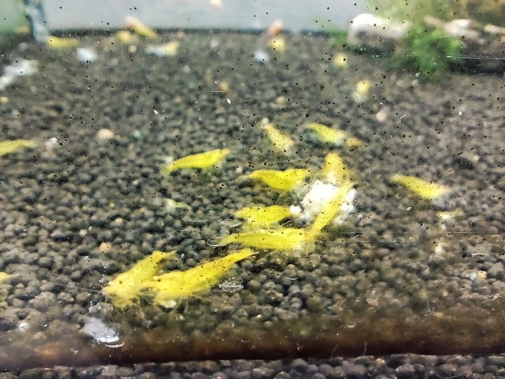 Crevettes yellow King Kong, Dieren en Toebehoren, Ophalen of Verzenden