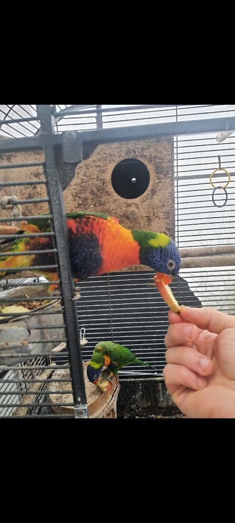 Lori van blauwe bergen, Dieren en Toebehoren, Meerdere dieren, Papegaai