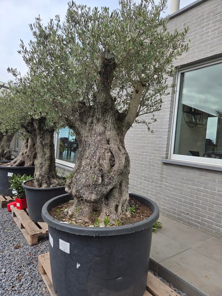 Olijfboom Olea Europaea Bonsai, Ophalen, Olijfboom