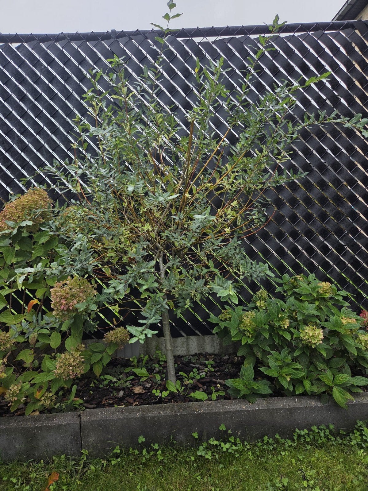 Salix boompje, Enlèvement