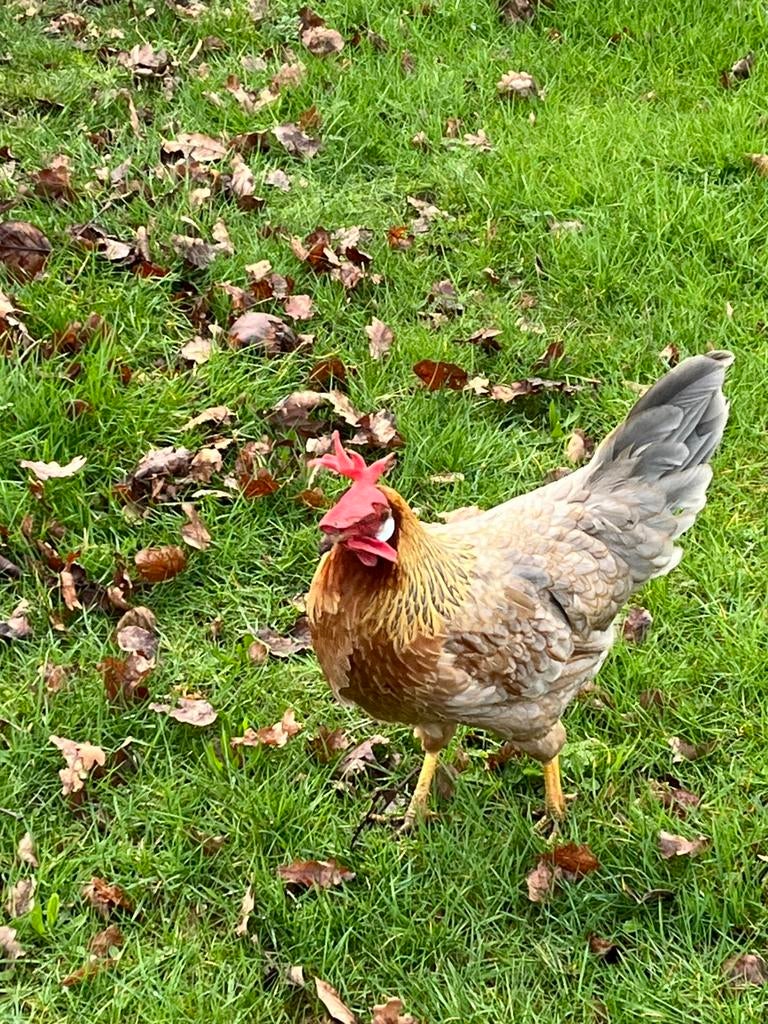 Leghorn, Dieren en Toebehoren, Pluimvee
