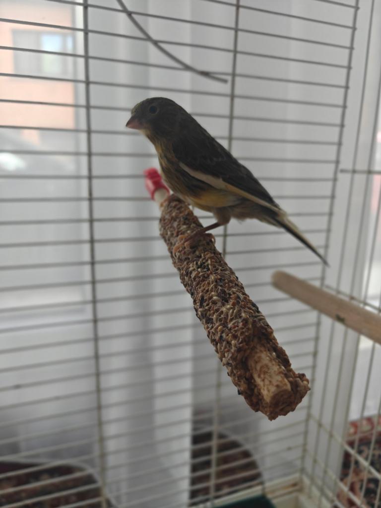 Kanarie vogel, geboortedatum 3/04/2026, Dieren en Toebehoren, Vogels | Kanaries