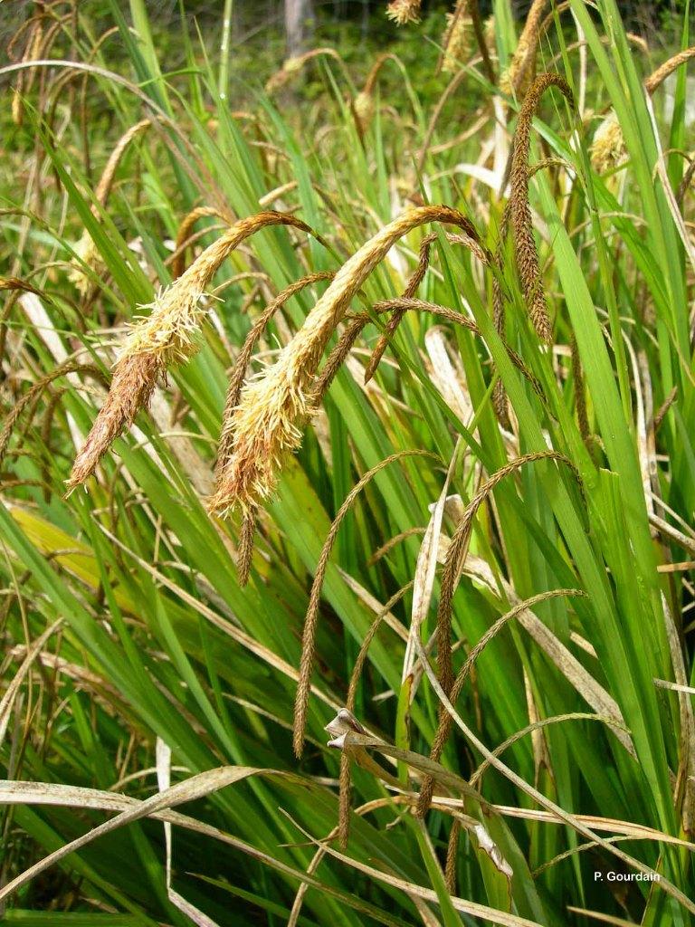 Plante d’extérieur Carex Pendula Huds, Été, Enlèvement, Graminées ornementales, Plante fixe