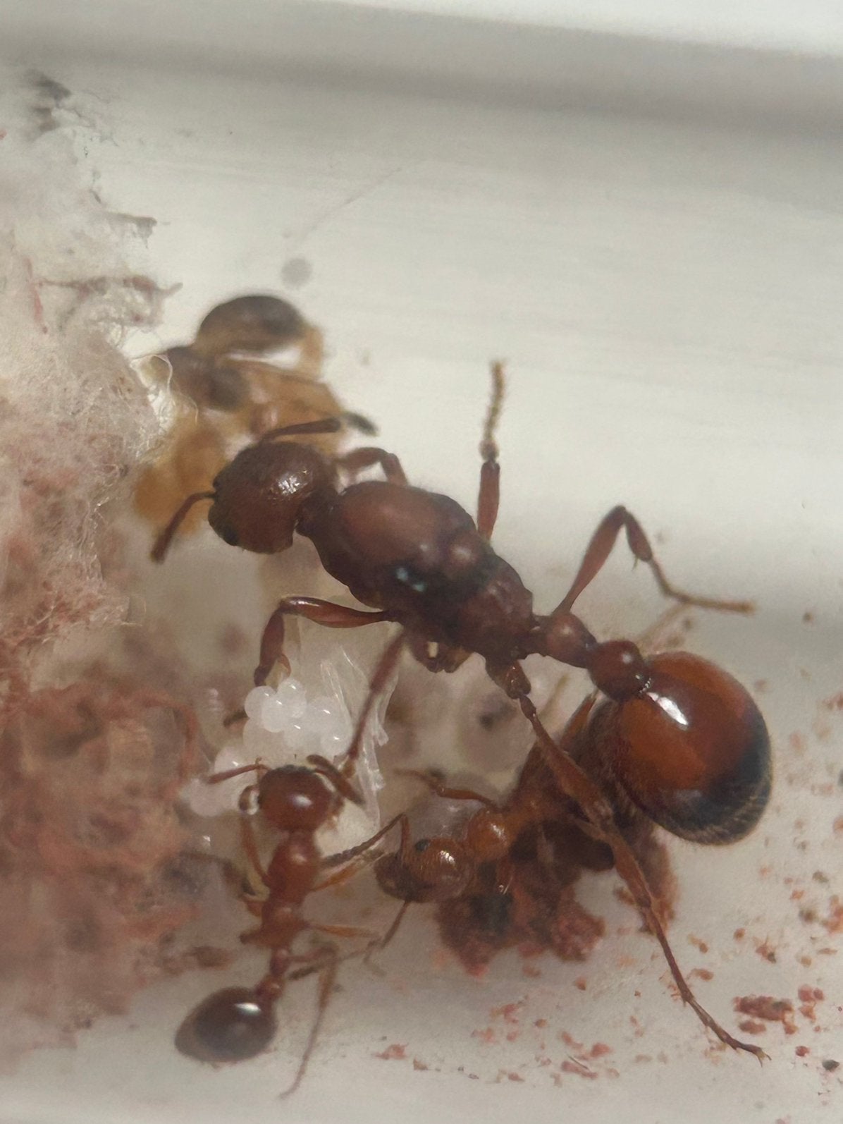 Manica rubida q met 1-8 werksters / mieren ant kolonie, Dieren en Toebehoren, Mieren