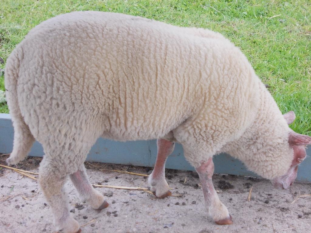 Rouge de L'Quest Schapen, Animaux & Accessoires, Femelle, Mouton, 0 à 2 ans