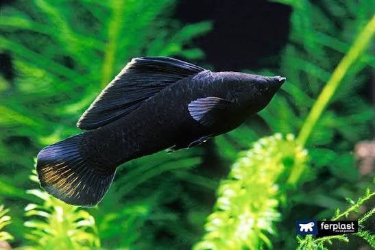 Zwarte Zeilvinmolly – Aquariumvis – Gezond en actief, Dieren en Toebehoren, Vis