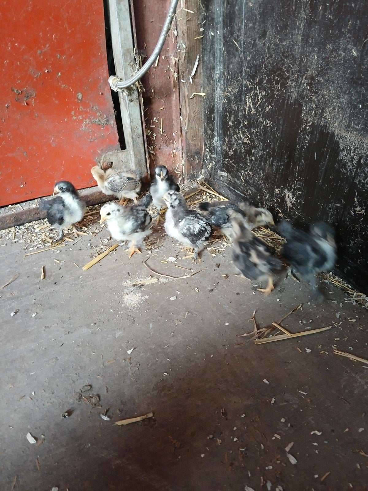 kuikens, Animaux & Accessoires, Insectes & Araignées