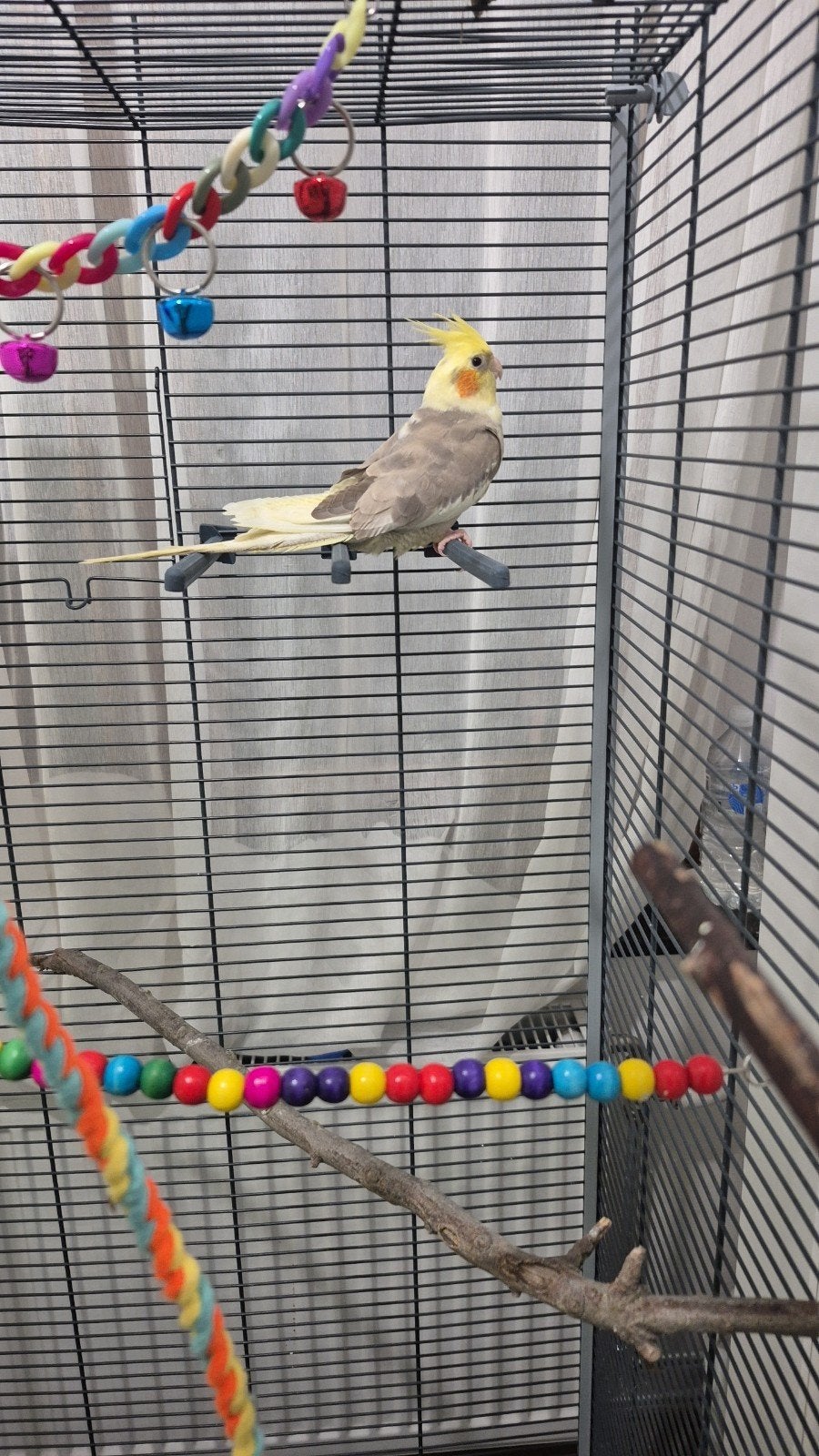 2 calopsittes, Animaux & Accessoires, Oiseaux | Cages & Volières, Enlèvement, Neuf, Autres matériaux, Autres types