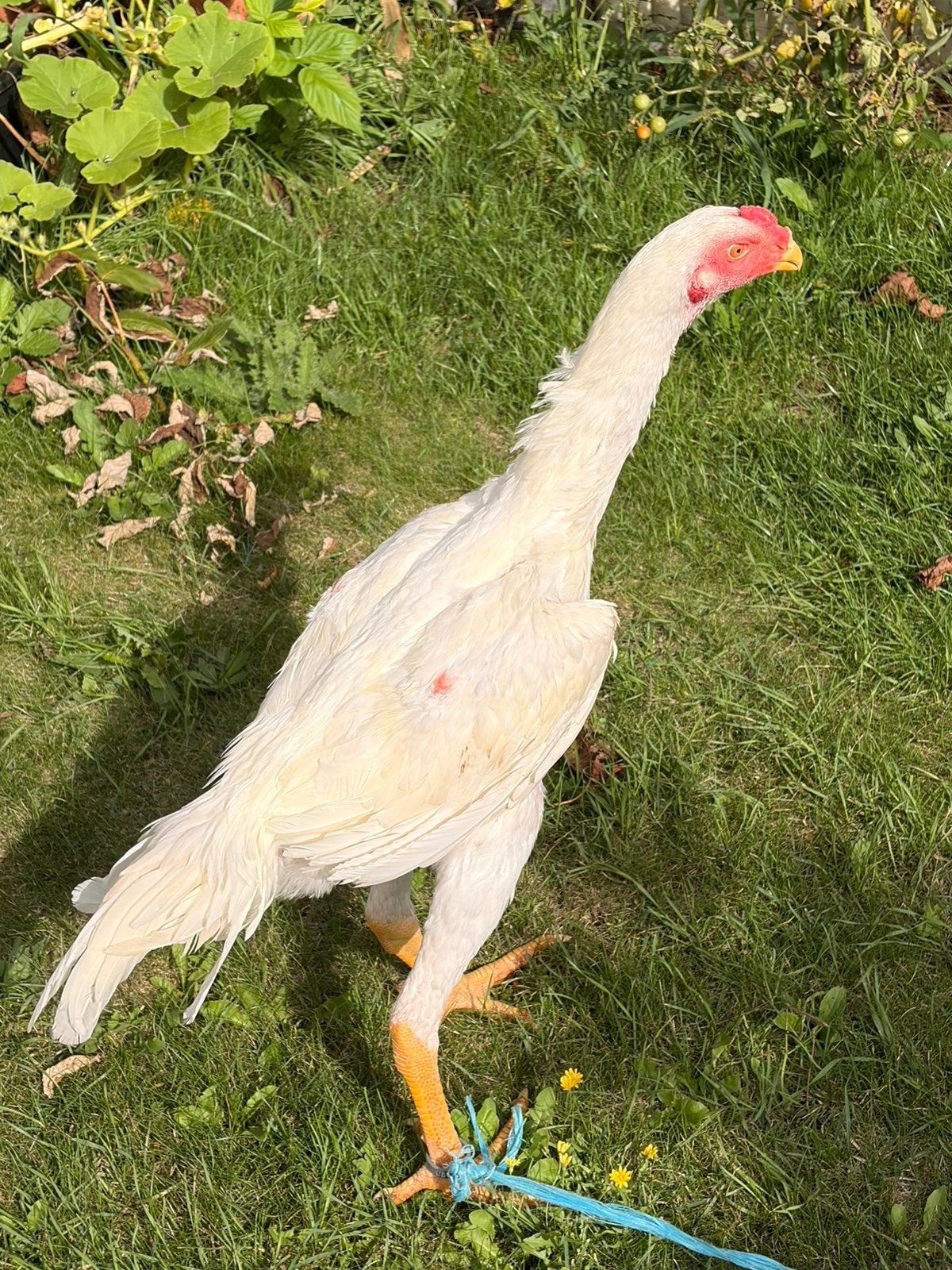 Witte Shamo haan, Animaux & Accessoires, Volatiles