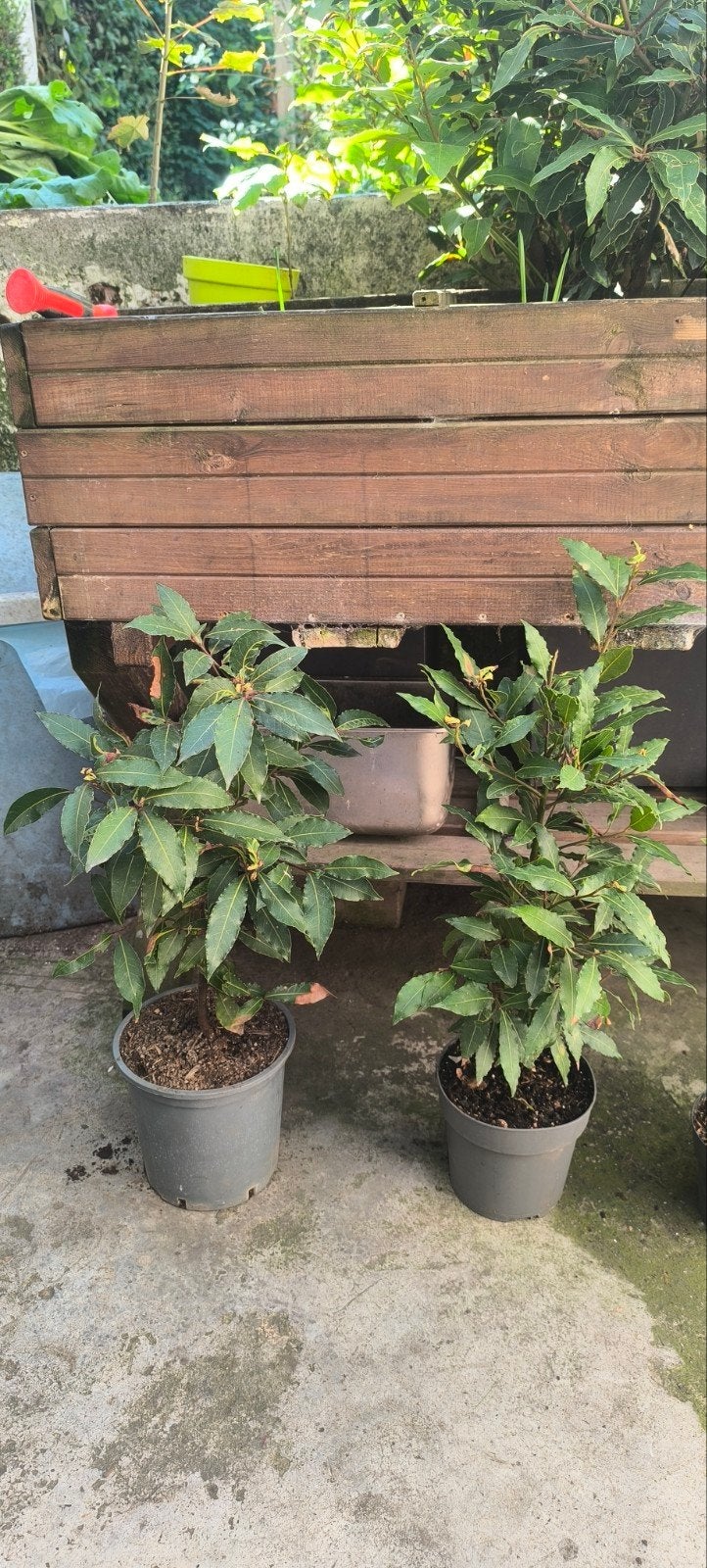 plante aromatique Laurier +/- 50 cm, Jardin & Terrasse, Enlèvement, Laurier