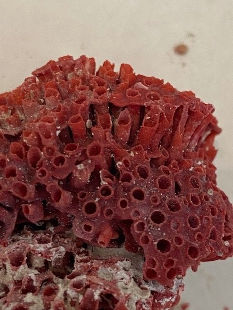 rood koraal, Verzamelen, Ophalen of Verzenden