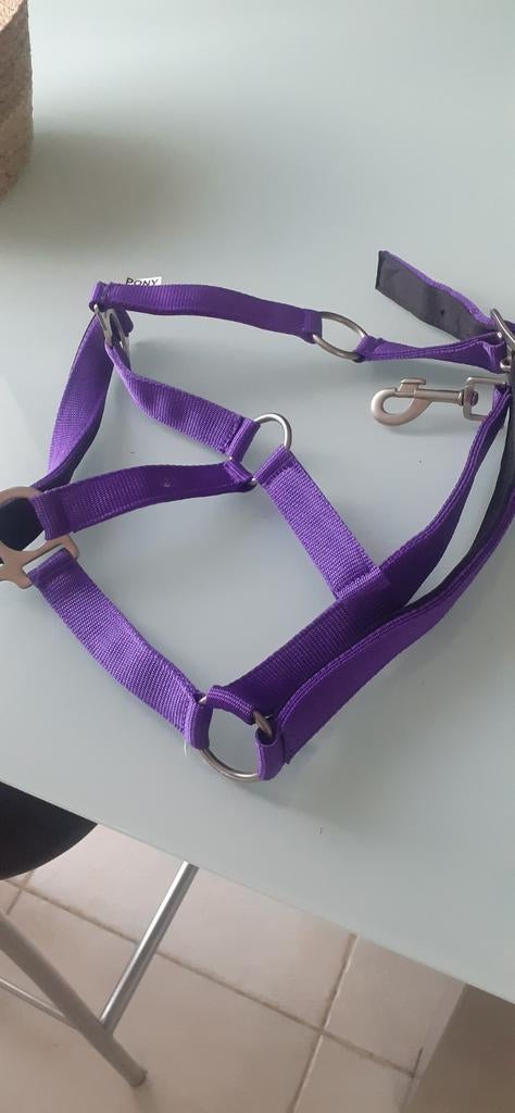 Halster pony, Dieren en Toebehoren, Ophalen