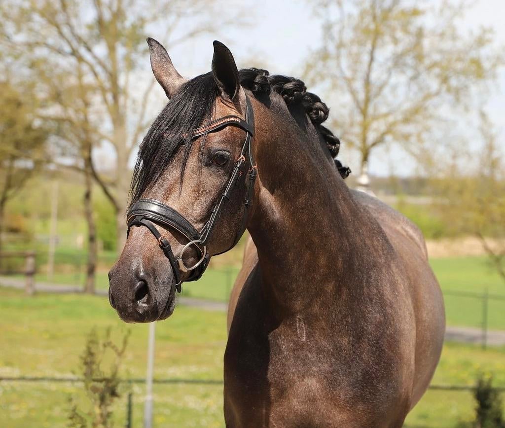Andalusier pre cruzado merrie, Dieren en Toebehoren, Merrie, Dressuurpony, 3 tot 6 jaar