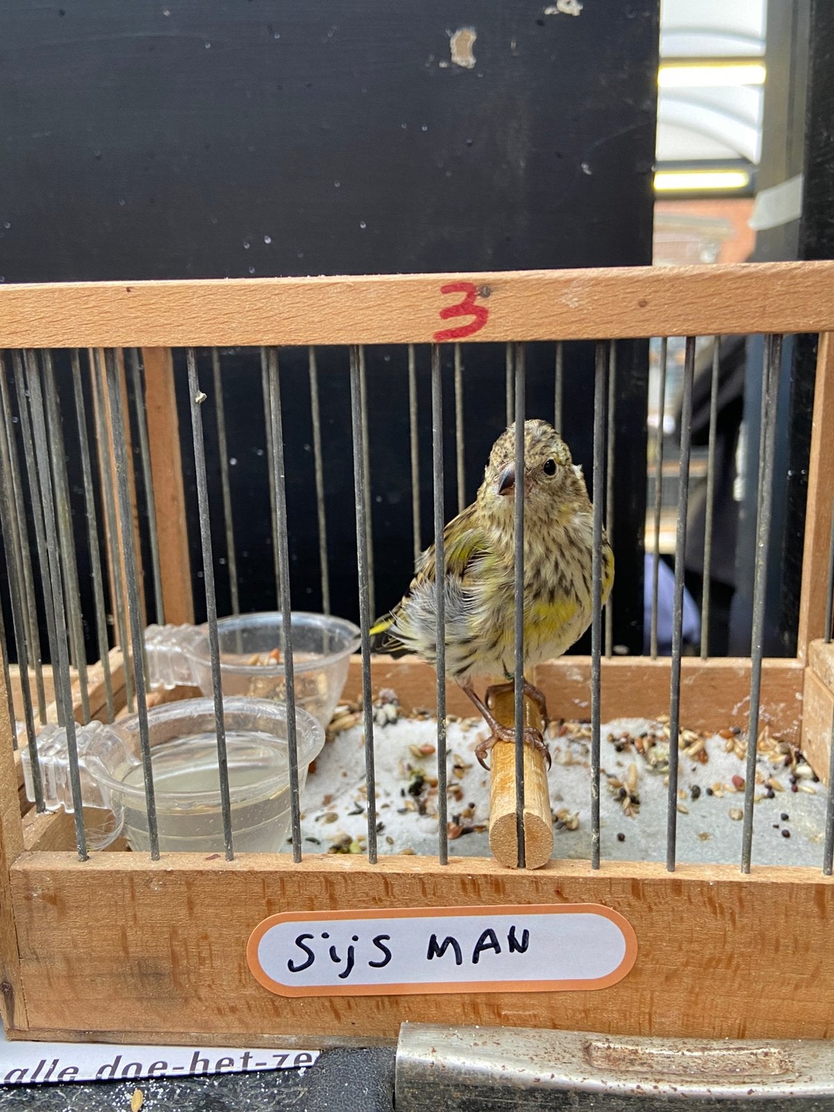 Épices, Animaux & Accessoires, Oiseaux | Oiseaux Autre, Mâle, Oiseau chanteur sauvage, Bagué