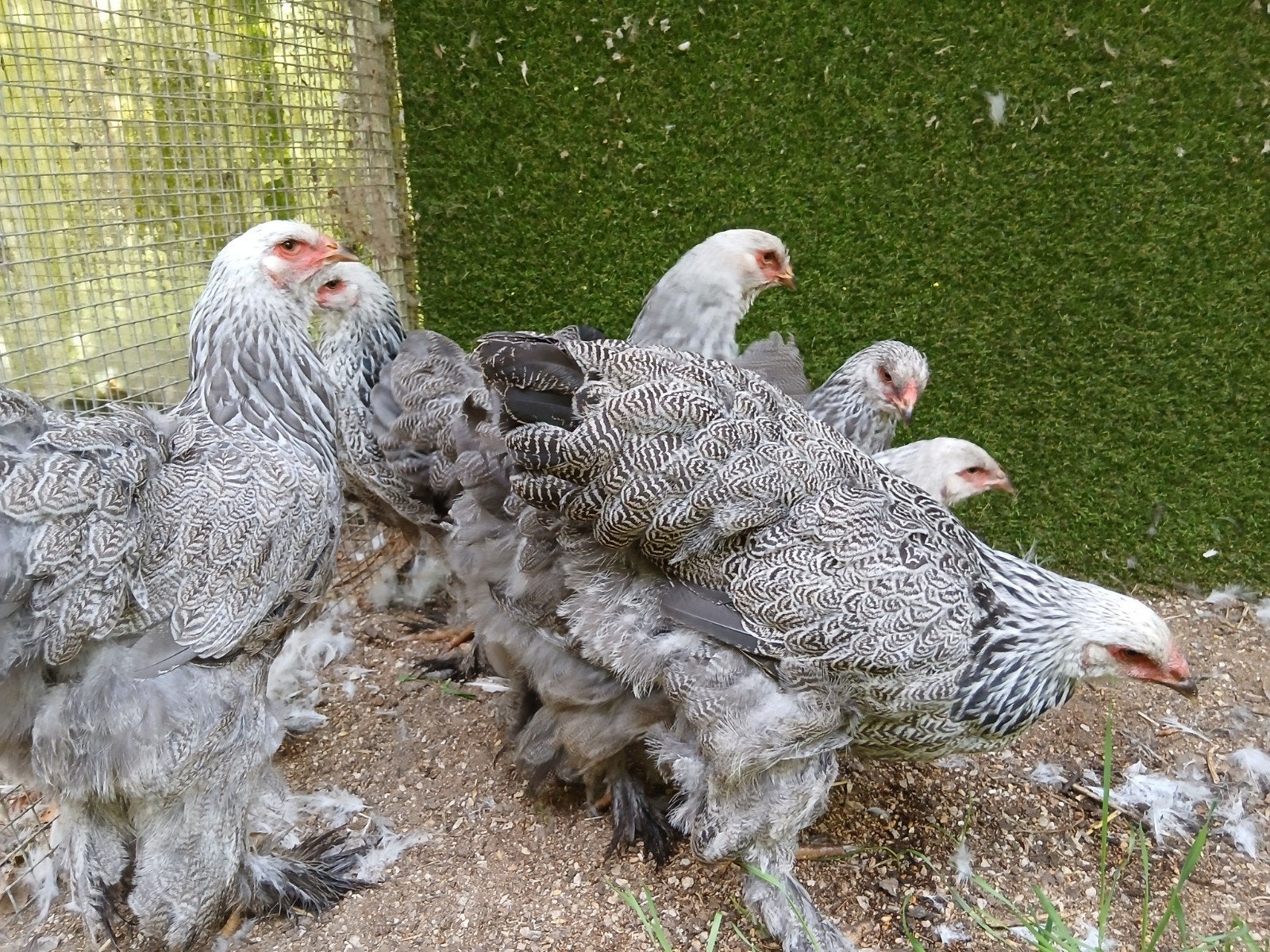 brahma hennen 2026, Dieren en Toebehoren