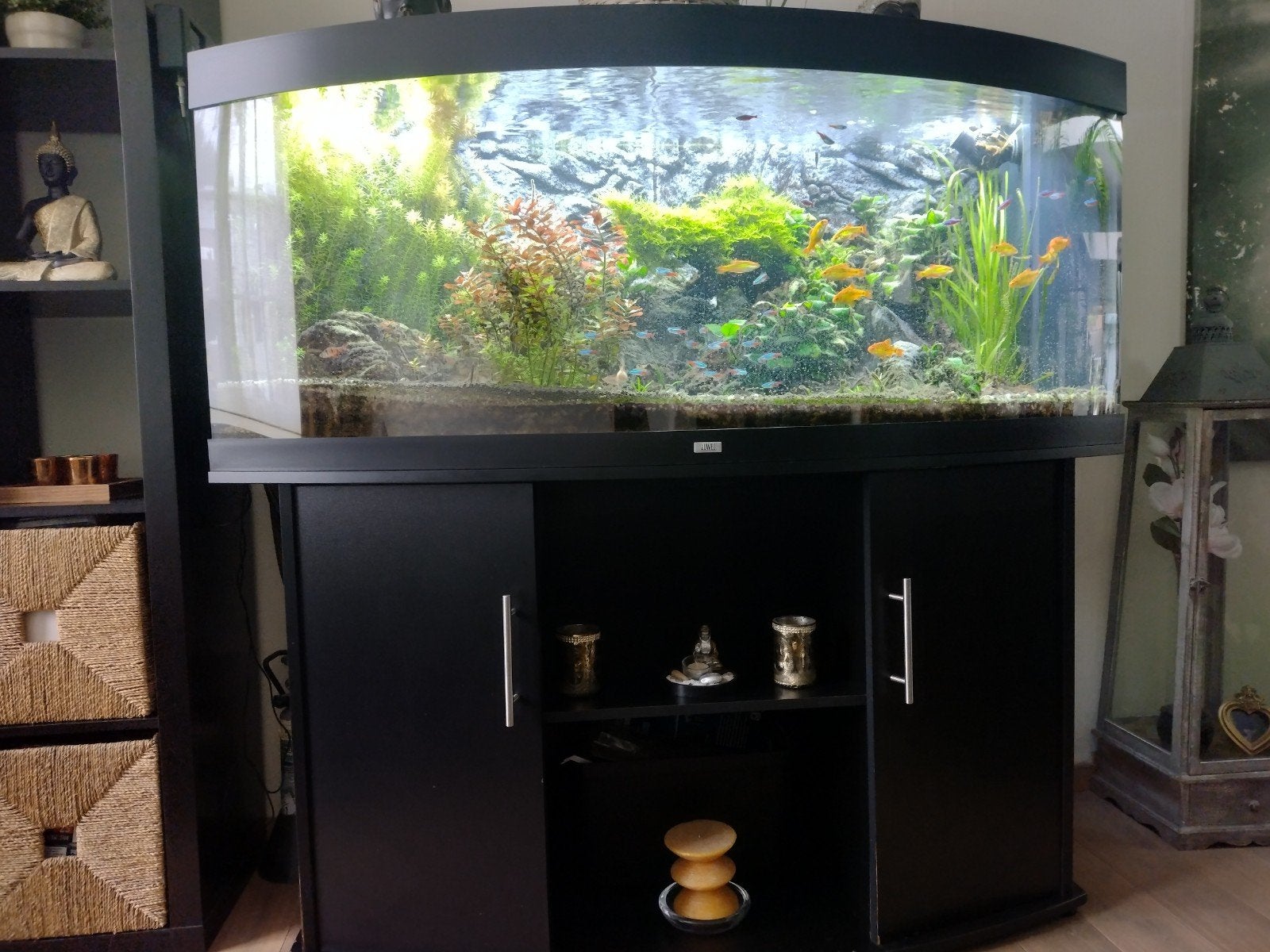 Aquarium allerlei toebehoren vissen planten co 2 reden geen, Ophalen