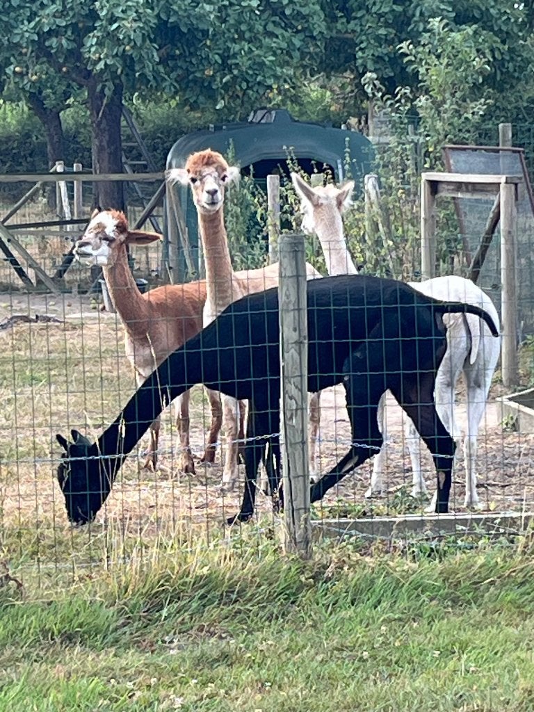 Alpaca’s, Dieren en Toebehoren, Augustus, Vrouwelijk