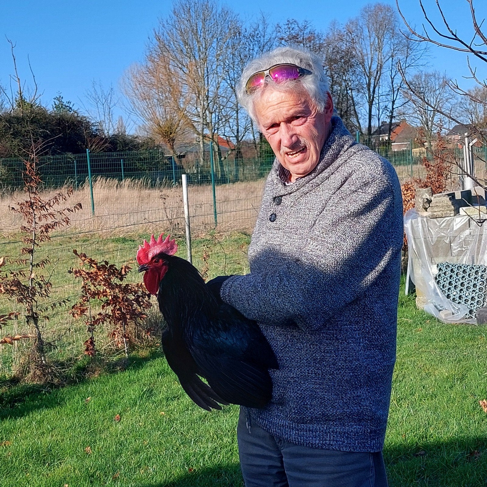 Australorp haan, 9 mnd, 25 €., Mannelijk, Kip