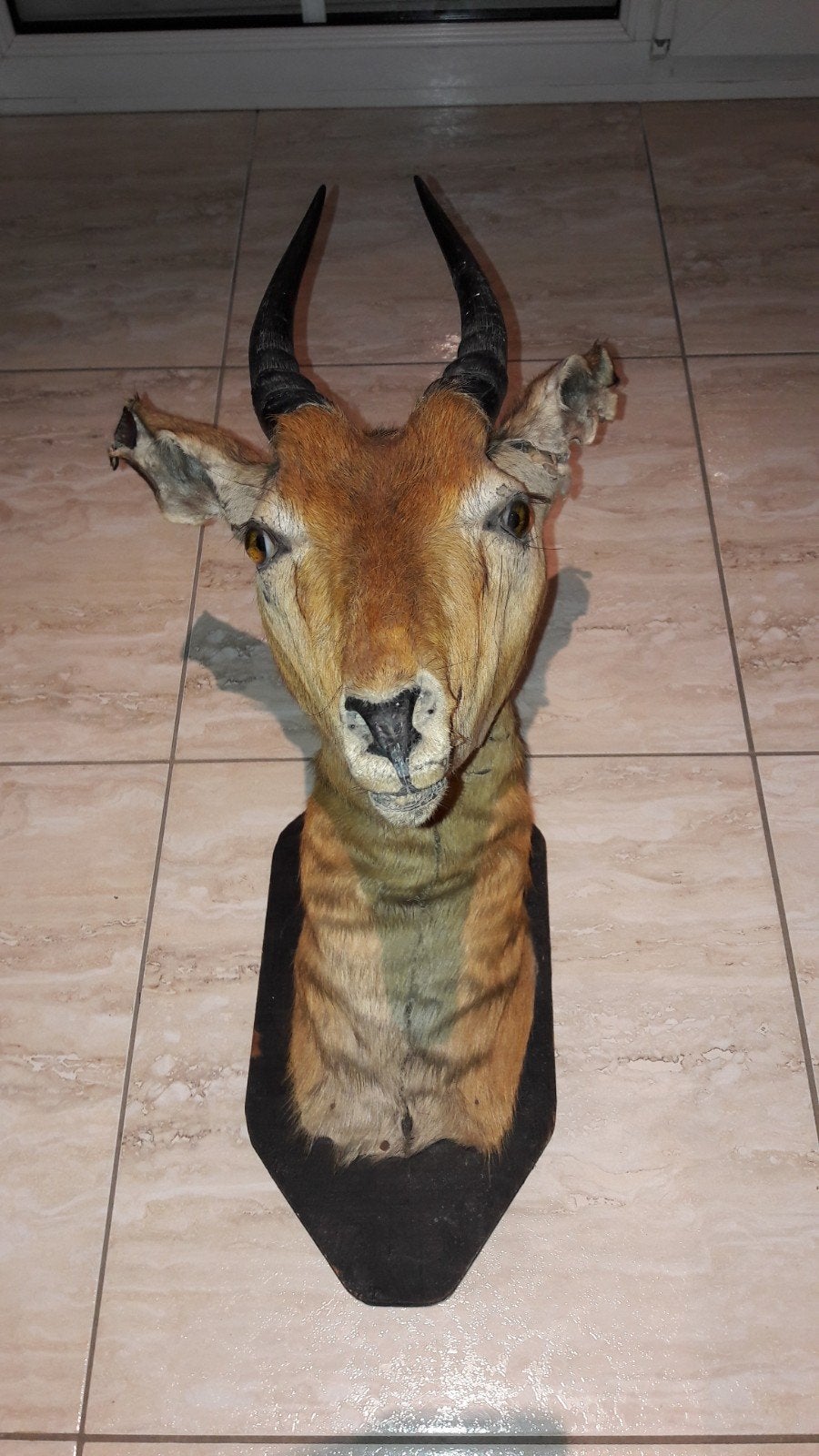 opgezette antilope taxidermie, Verzamelen, Ophalen