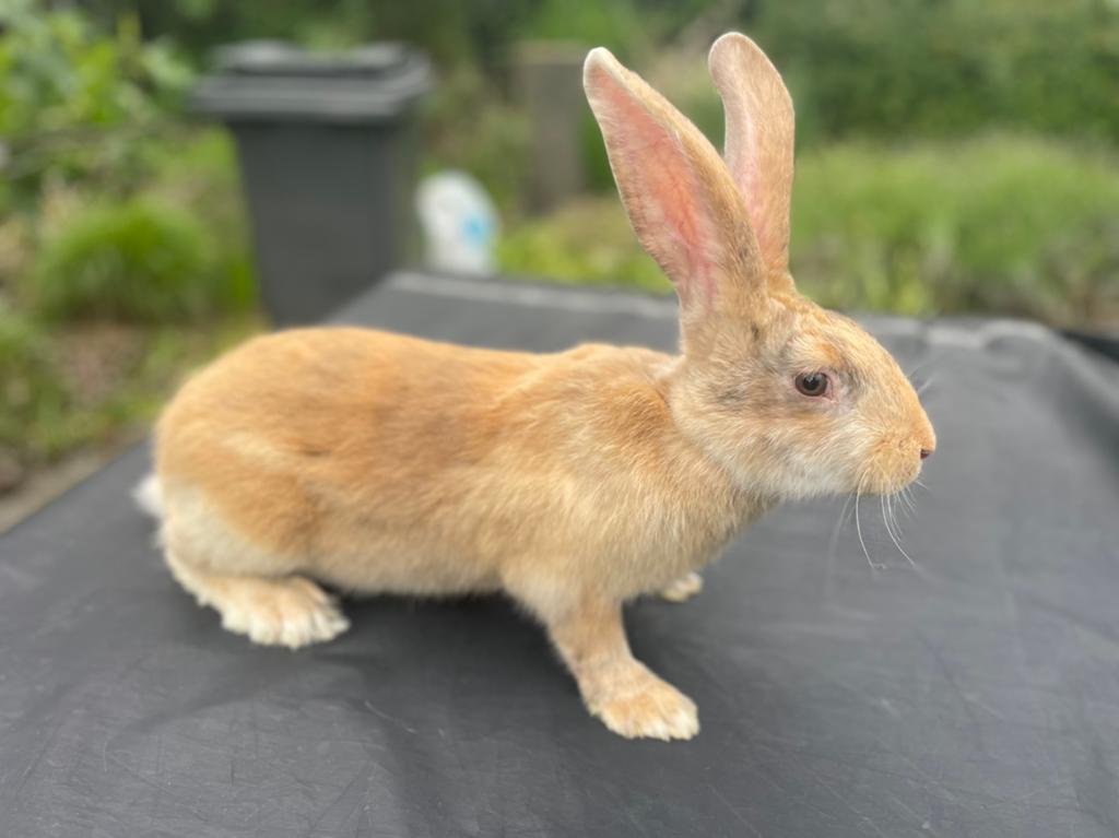 Reuzenvlinder/lotharinger, Dieren en Toebehoren