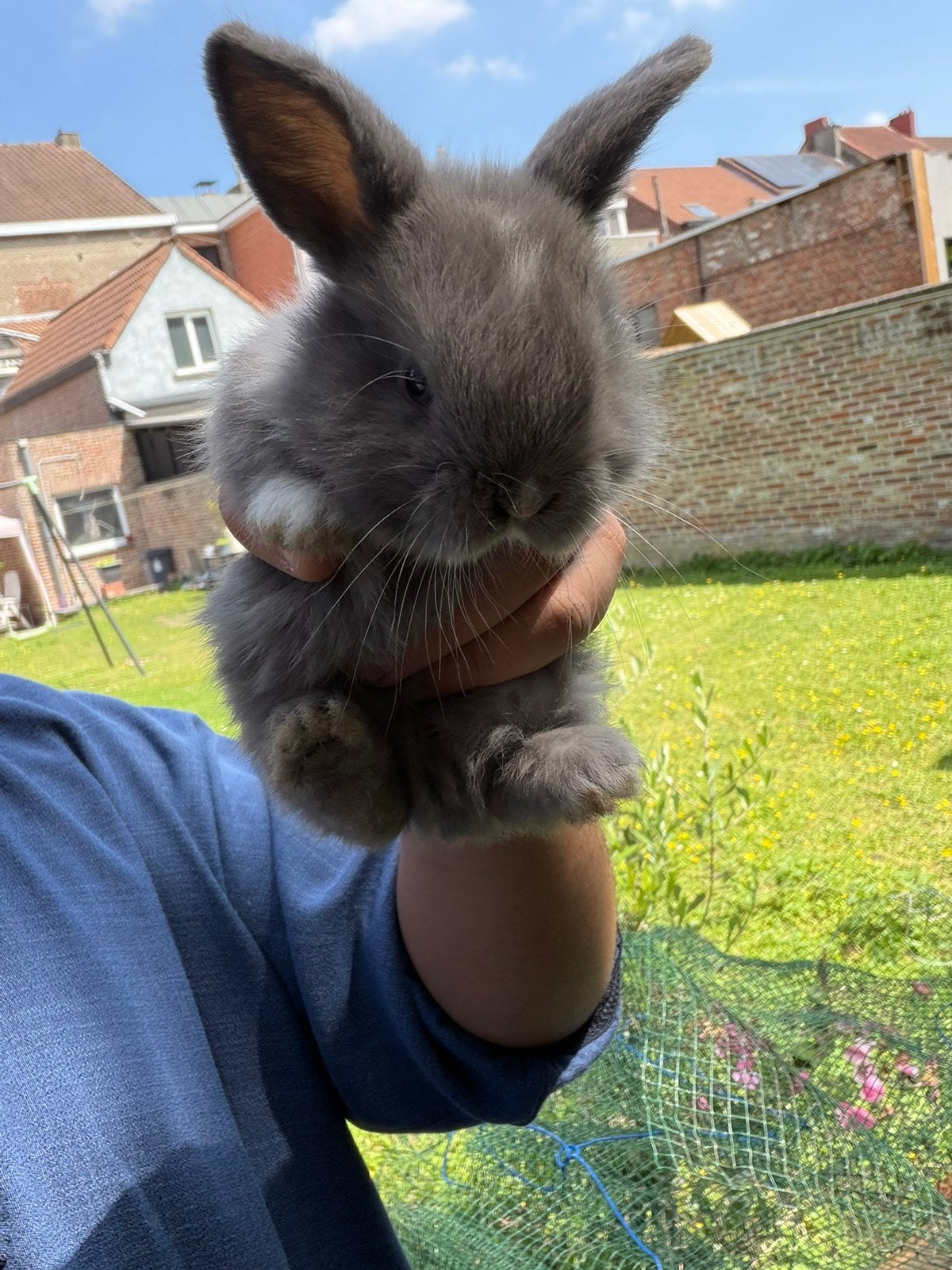 NHD x minilop, Dieren en Toebehoren, Konijnen, Meerdere dieren, Middelgroot, Hangoor, 0 tot 2 jaar