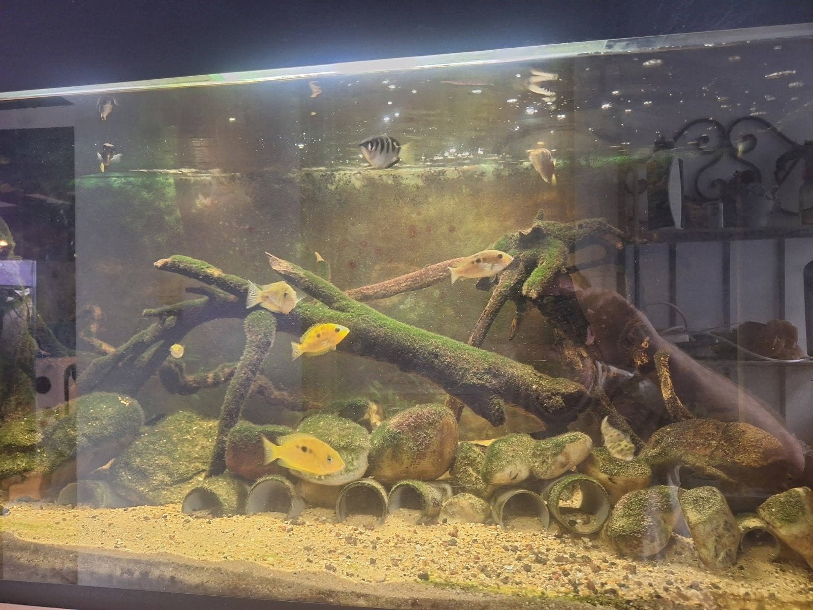 lot poissons, Animaux & Accessoires, Enlèvement