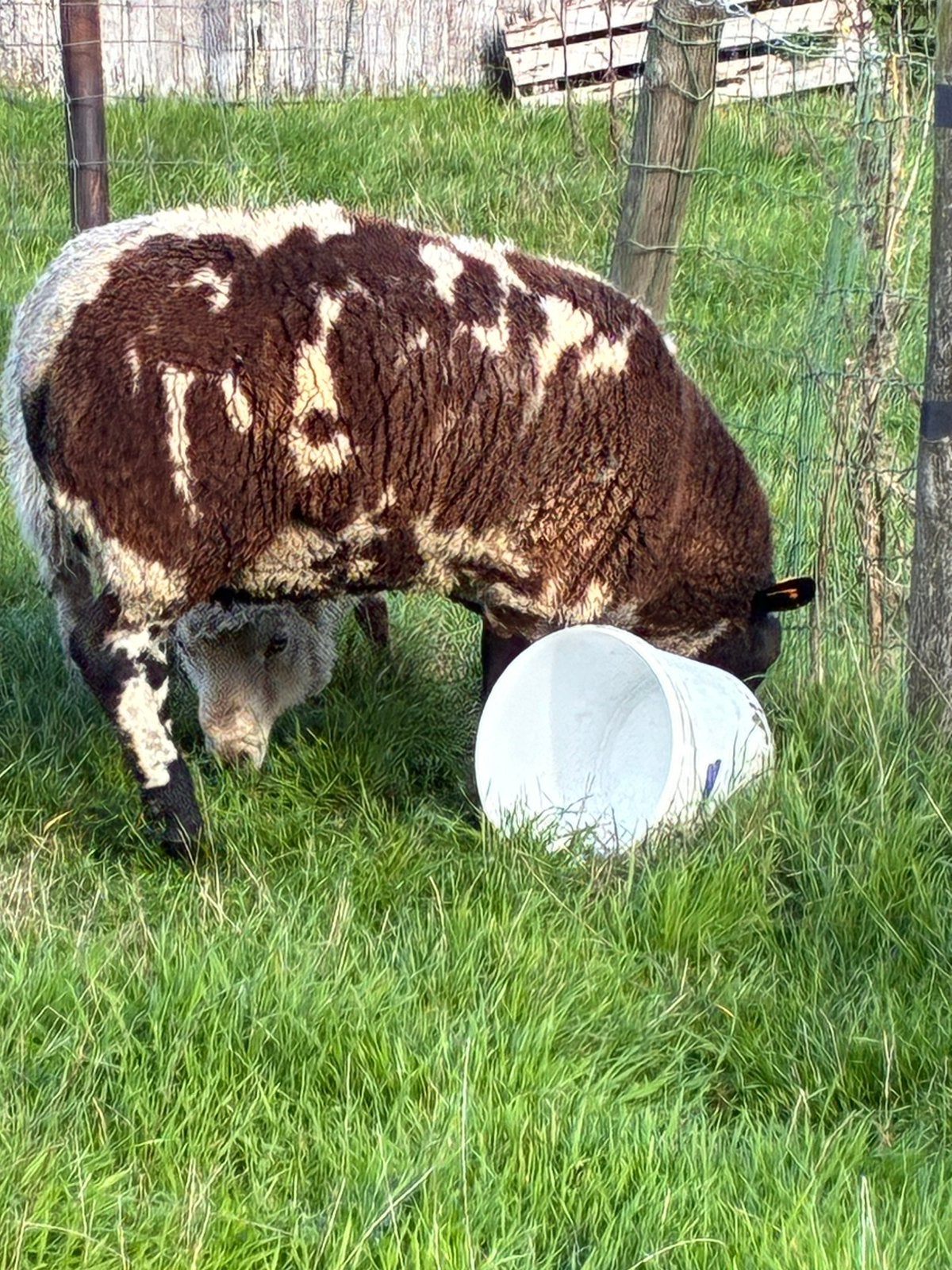 Drie mooie schapen bokken te koop, Dieren en Toebehoren, Mannelijk, Schaap, 0 tot 2 jaar