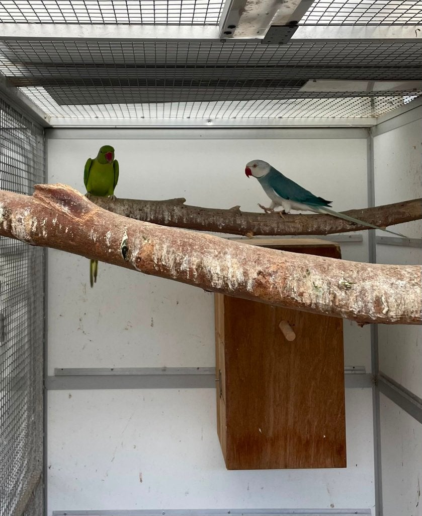 opaline wkws kweekkoppel halsbandparkieten broedrijp, Dieren en Toebehoren, Papegaai