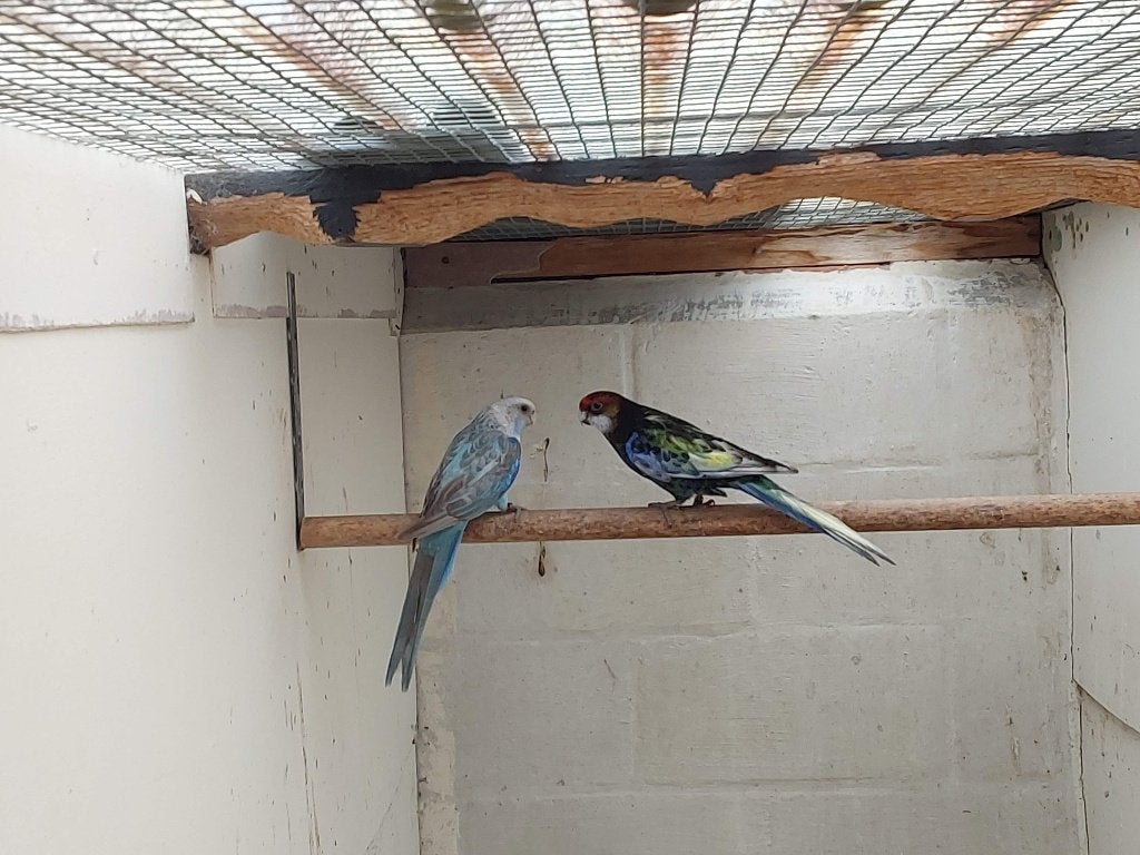 Kweekkoppel rosellas 21, Dieren en Toebehoren, Vogels | Parkieten en Papegaaien, Parkiet, Geringd