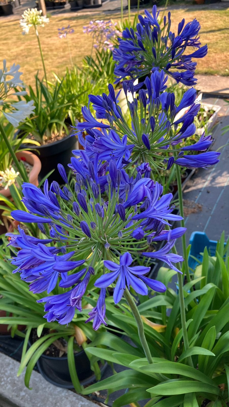 Agapanthus, Tuin en Terras, Ophalen of Verzenden