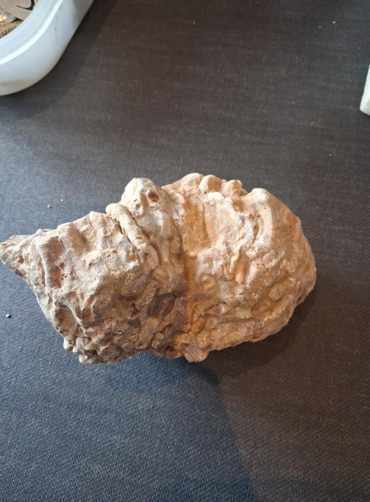 Koraal fossiel, Verzamelen, Ophalen of Verzenden, Fossiel