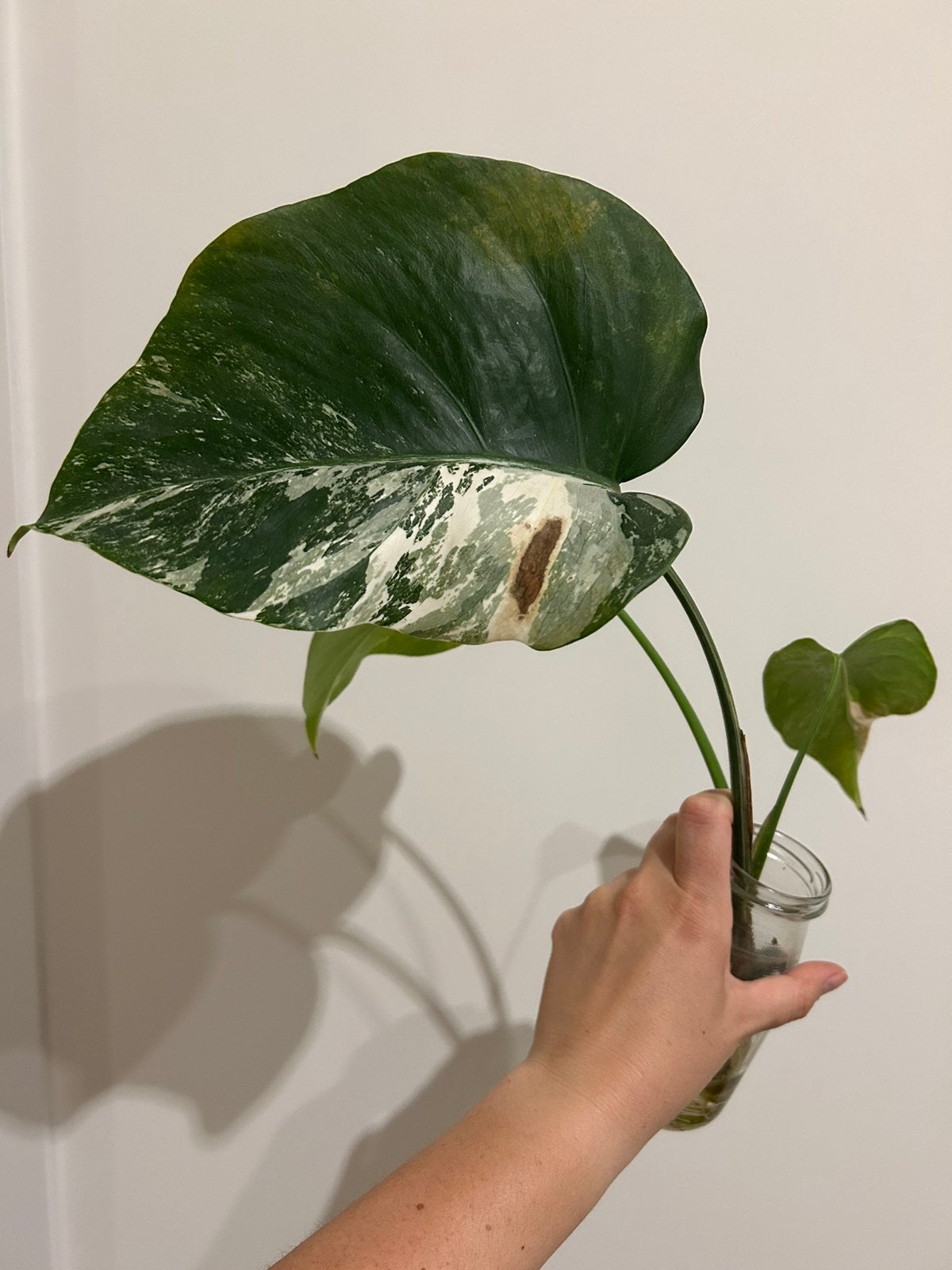 Monstera deliciosa albo 6, Enlèvement ou Envoi