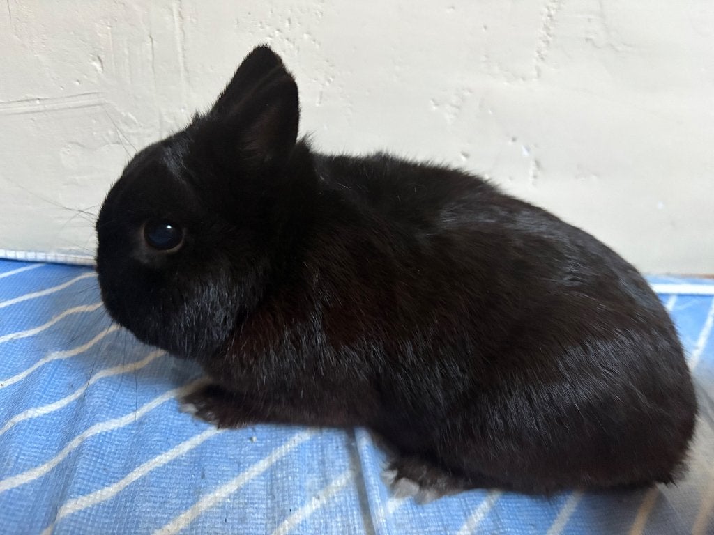 Lapin, Animaux & Accessoires, Enlèvement, Neuf