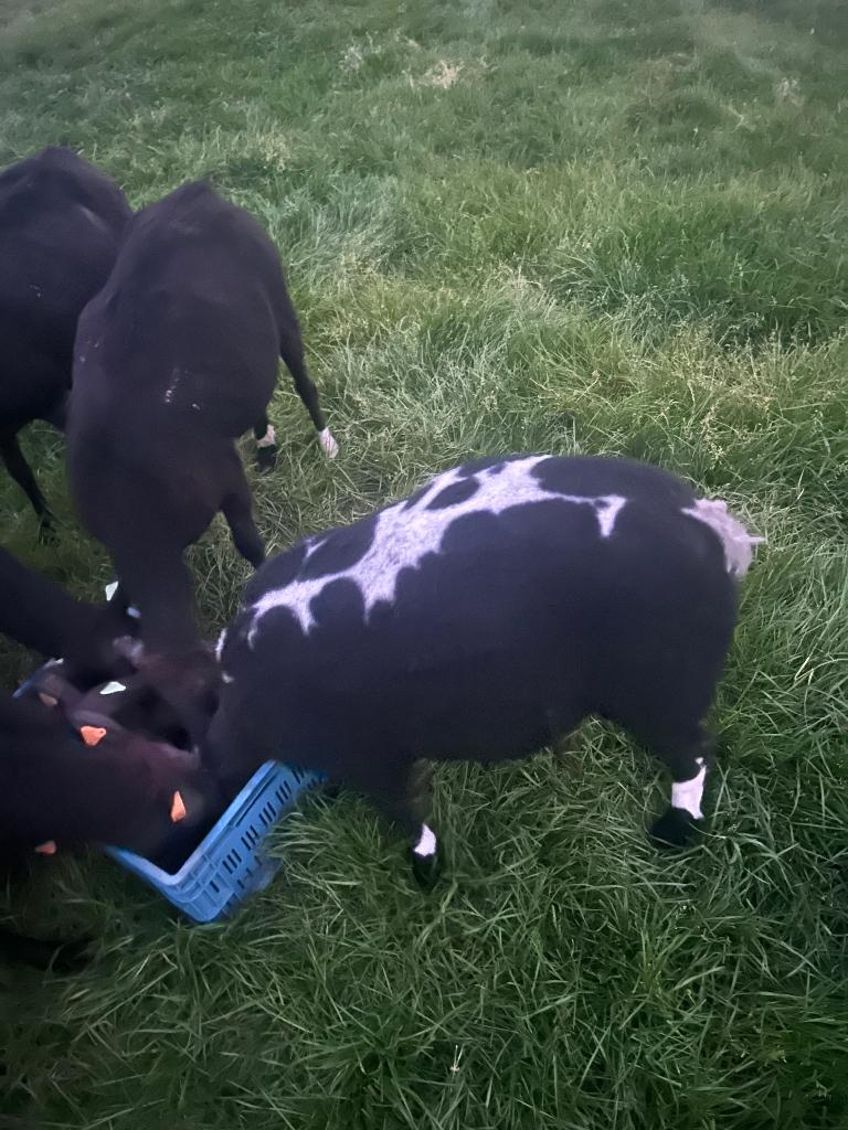 Baggerbonte Ram, Mâle, Mouton, 0 à 2 ans