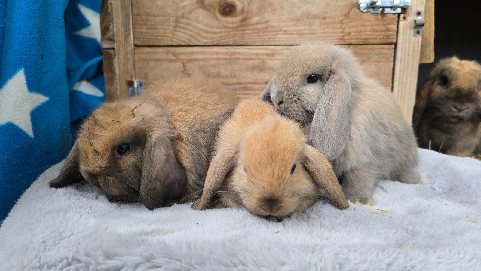Nederlandse hangoordwerg rammetjes, Dieren en Toebehoren, Konijnen